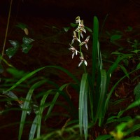 Cymbidium haematodes Lindl.